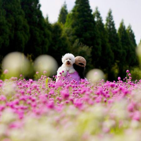 くじゅう花公園　キャンピングリゾート花と星 Kuju Eksteriør bilde