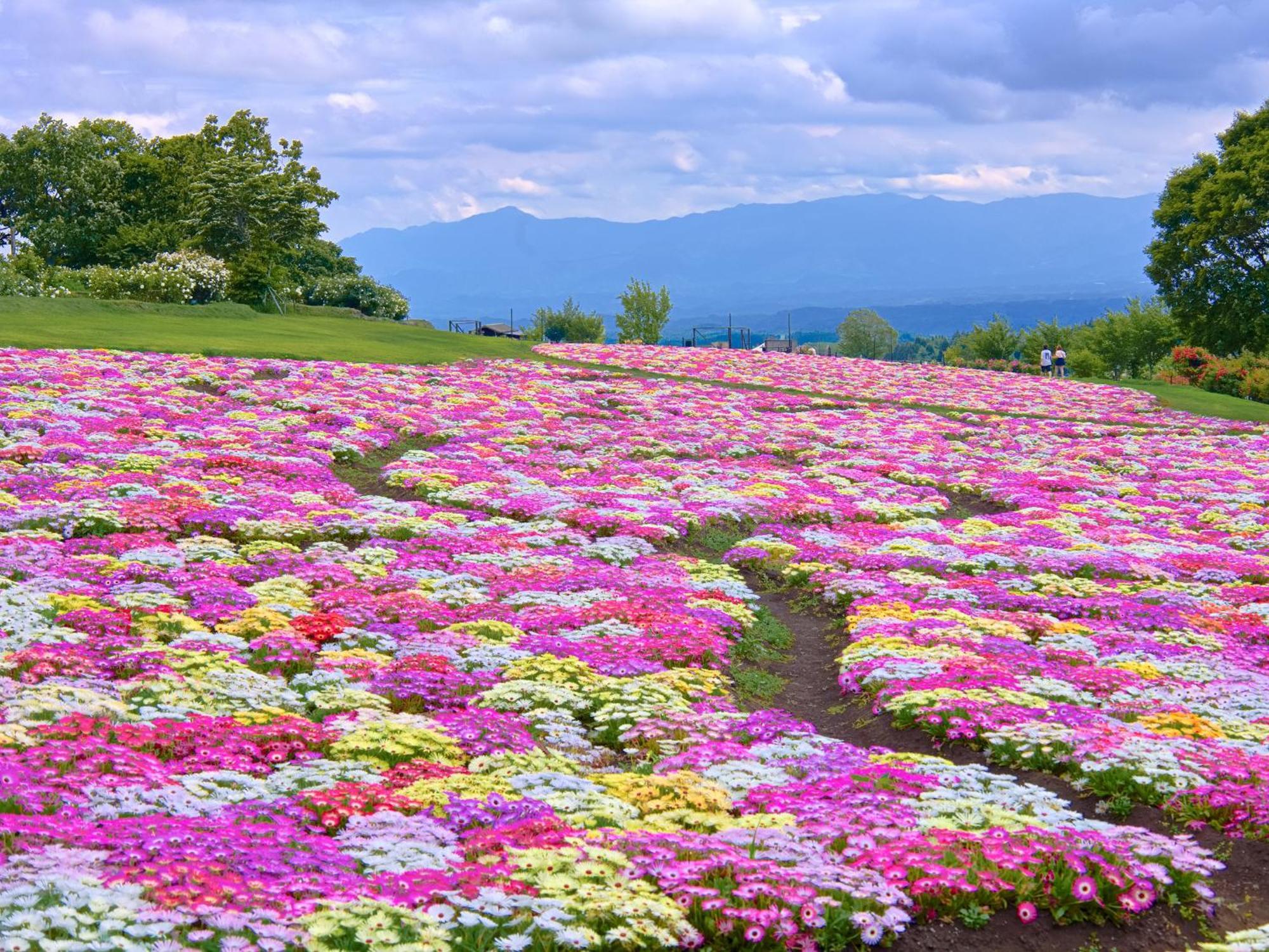 くじゅう花公園　キャンピングリゾート花と星 Kuju Eksteriør bilde