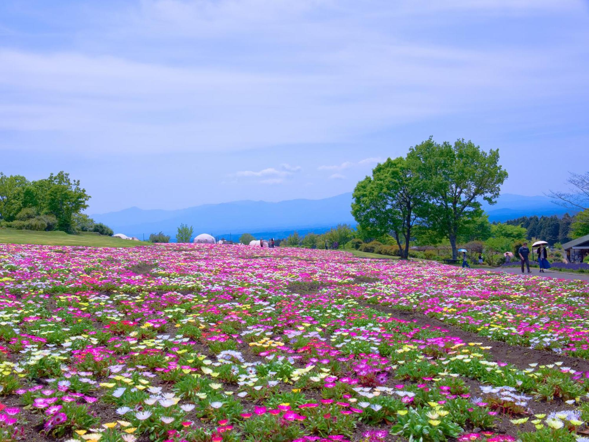 くじゅう花公園　キャンピングリゾート花と星 Kuju Eksteriør bilde