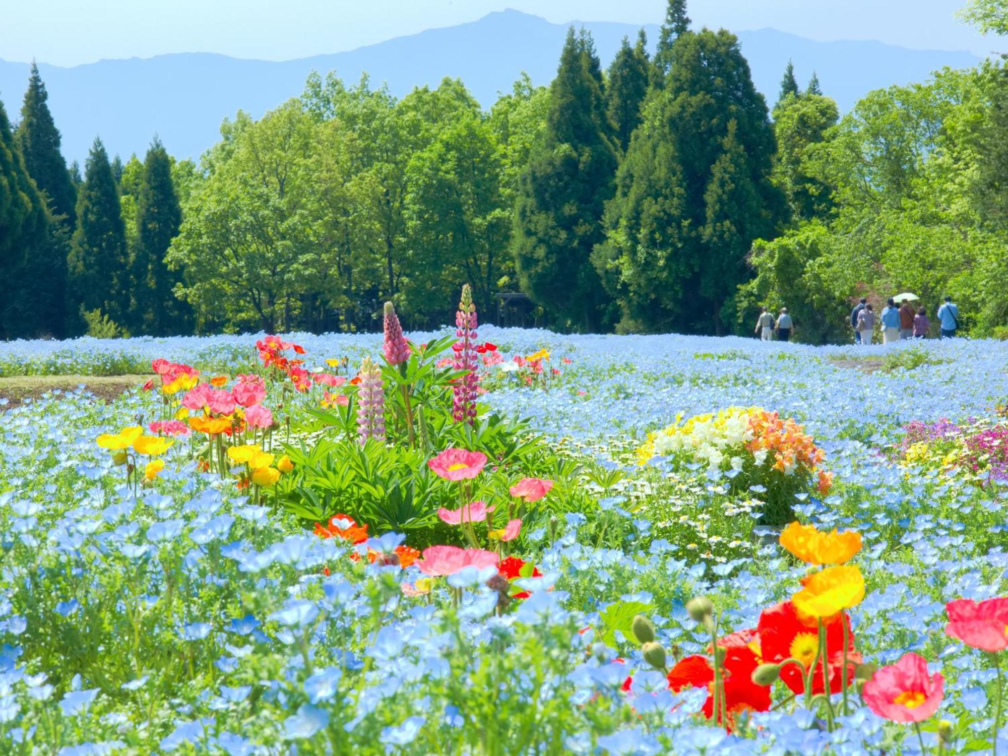 くじゅう花公園　キャンピングリゾート花と星 Kuju Eksteriør bilde