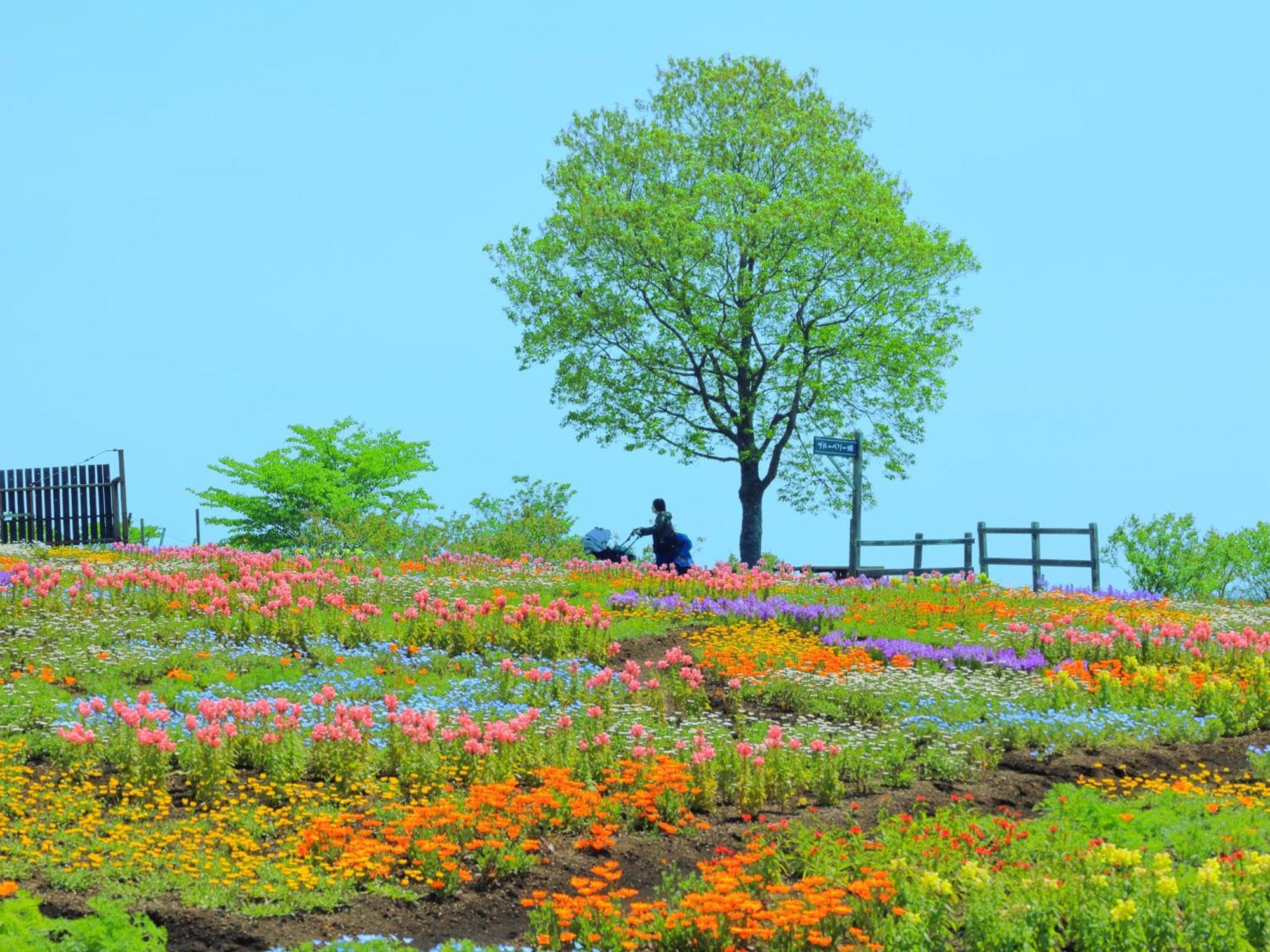 くじゅう花公園　キャンピングリゾート花と星 Kuju Eksteriør bilde