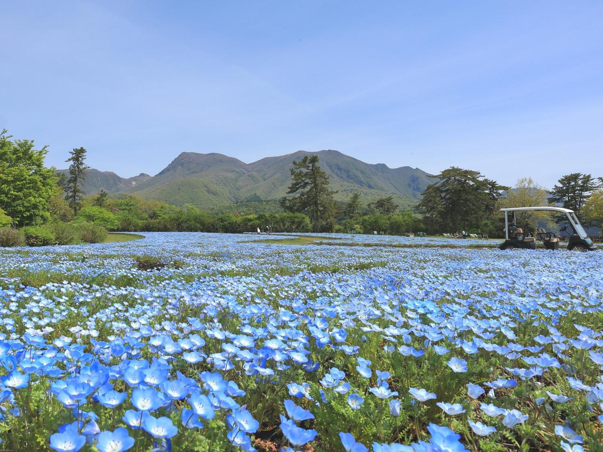 くじゅう花公園　キャンピングリゾート花と星 Kuju Eksteriør bilde