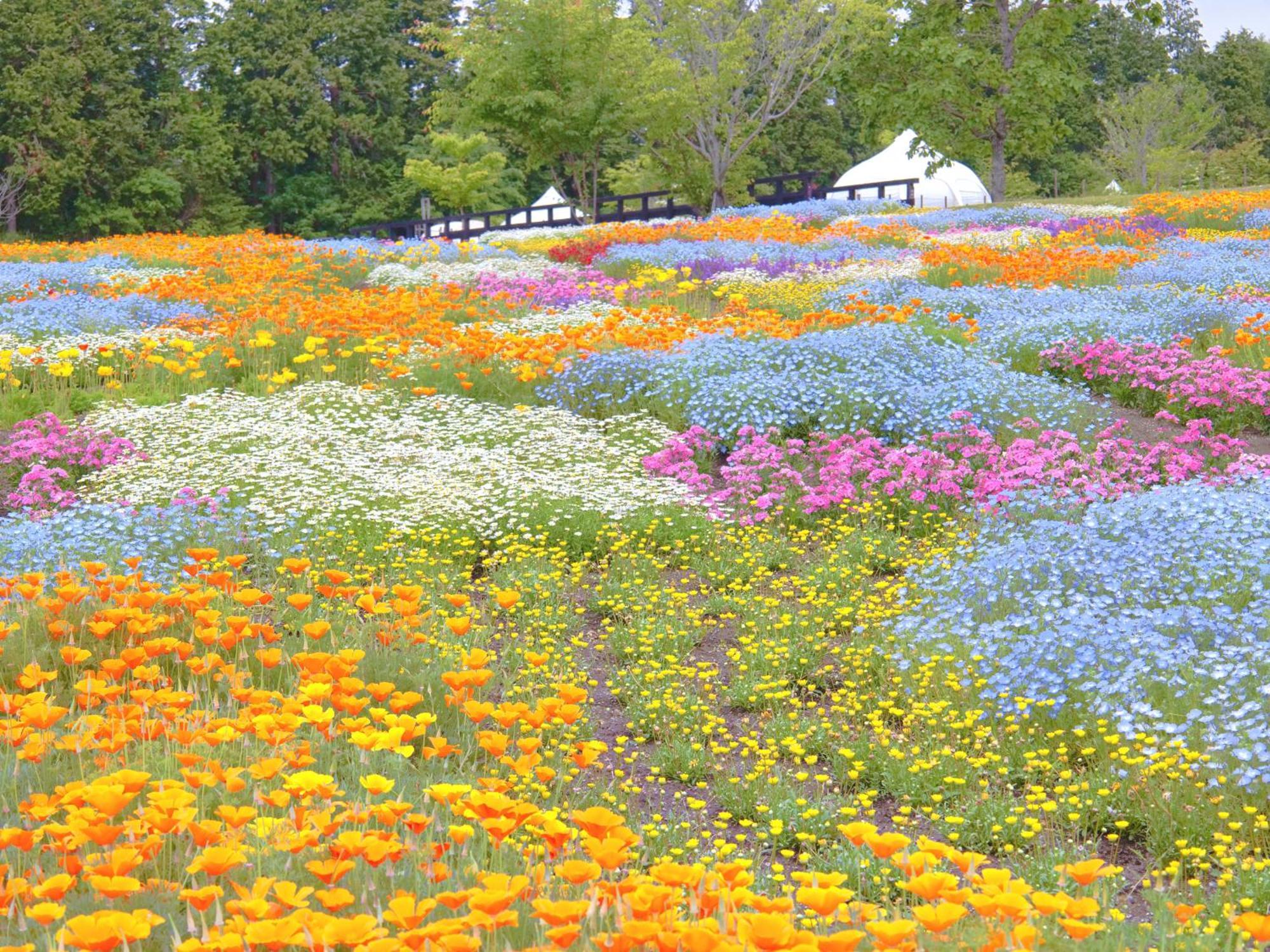 くじゅう花公園　キャンピングリゾート花と星 Kuju Eksteriør bilde