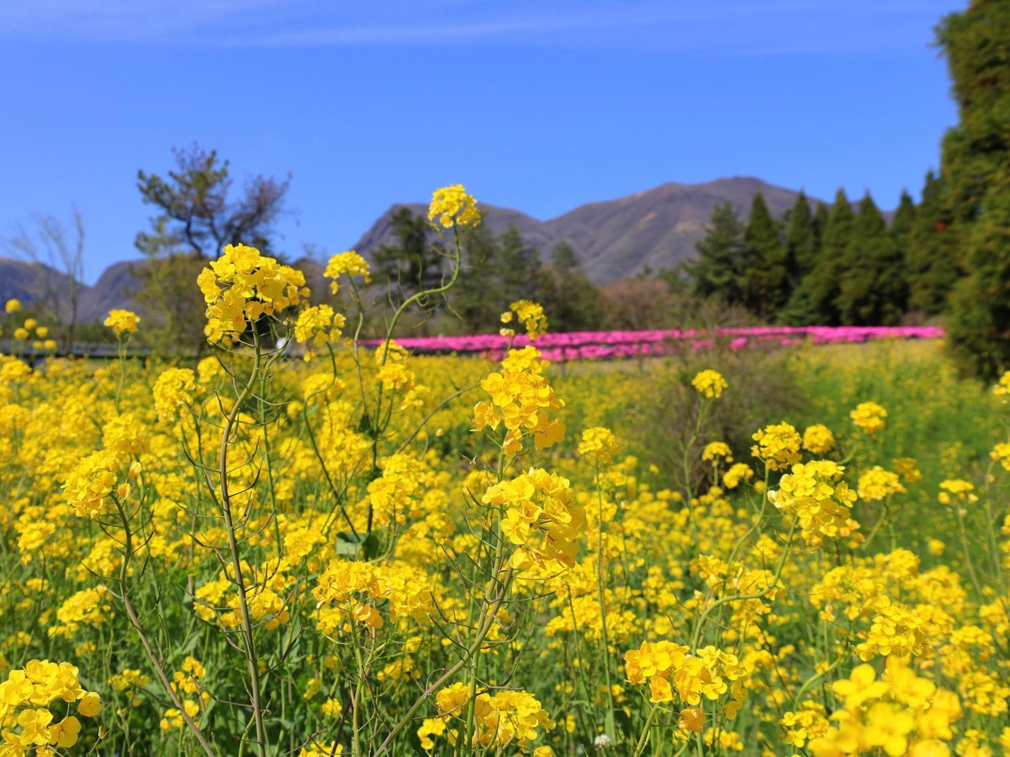 くじゅう花公園　キャンピングリゾート花と星 Kuju Eksteriør bilde