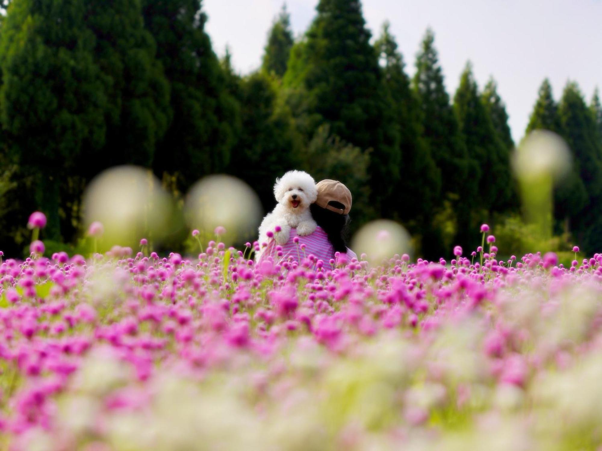 くじゅう花公園　キャンピングリゾート花と星 Kuju Eksteriør bilde