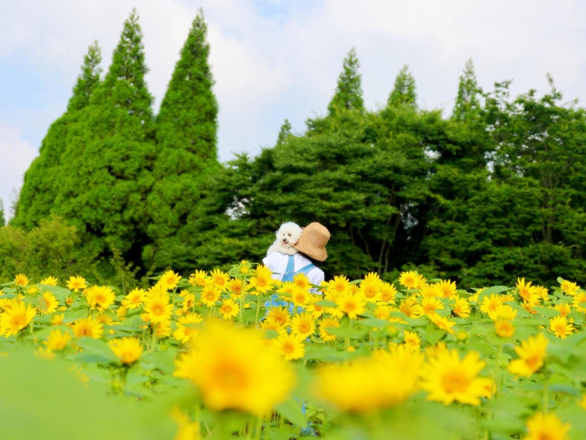 くじゅう花公園　キャンピングリゾート花と星 Kuju Eksteriør bilde